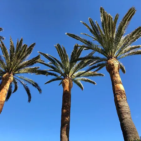 Delle Palme